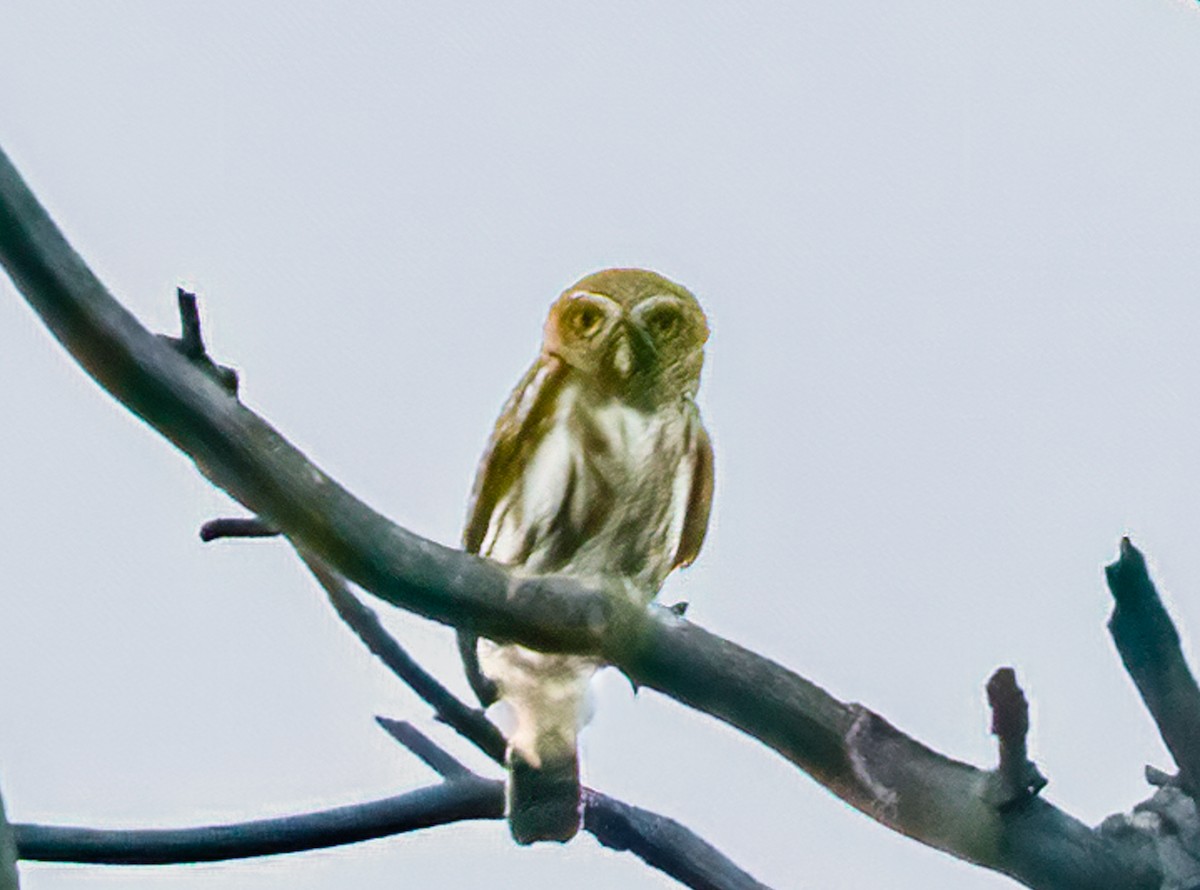 Pearl-spotted Owlet - ML620549187