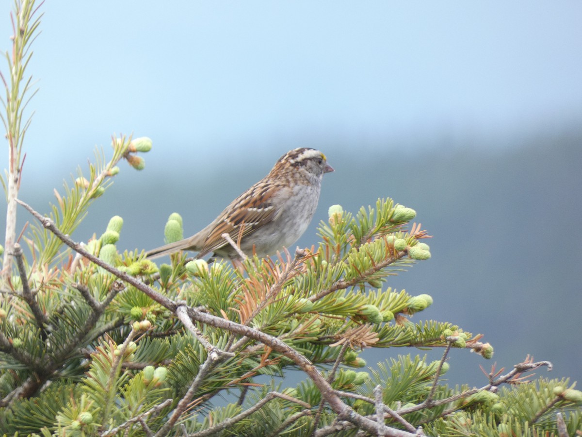 White-throated Sparrow - ML620549191