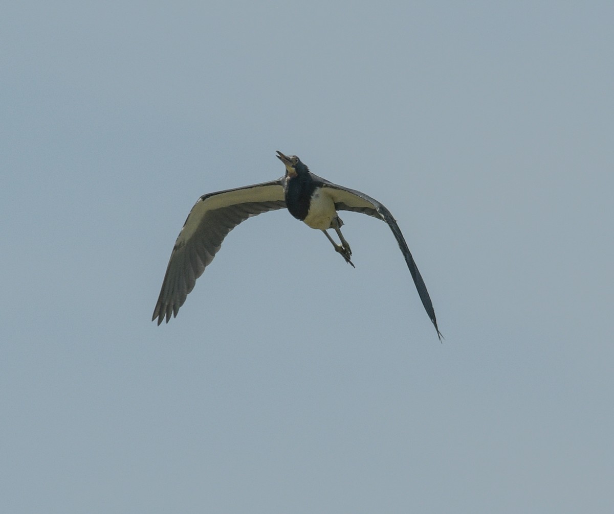 Tricolored Heron - ML620549194