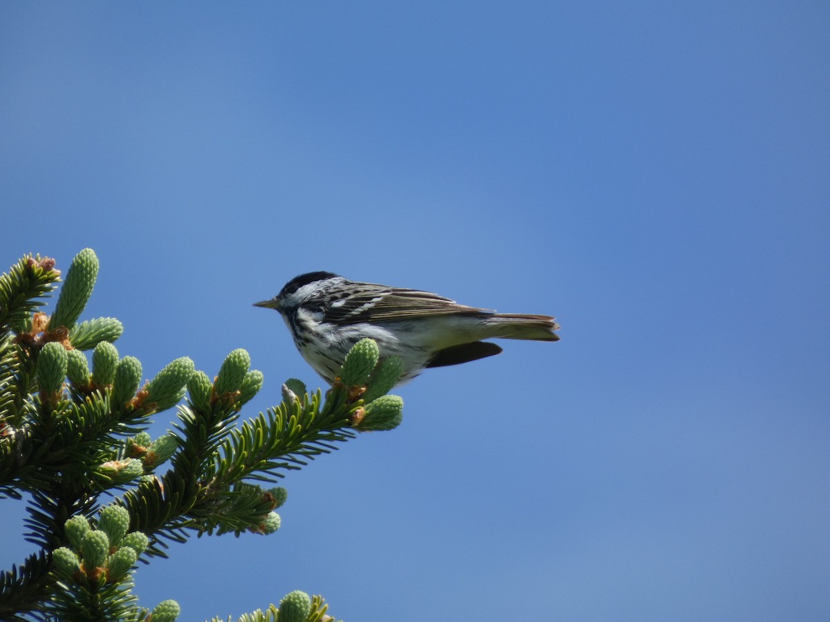 Blackpoll Warbler - ML620549197