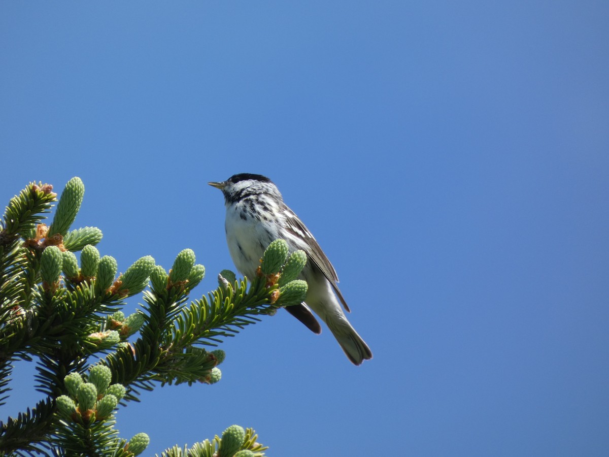 Blackpoll Warbler - ML620549198