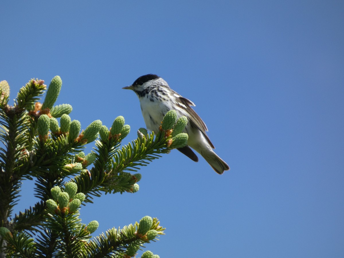 Blackpoll Warbler - ML620549199