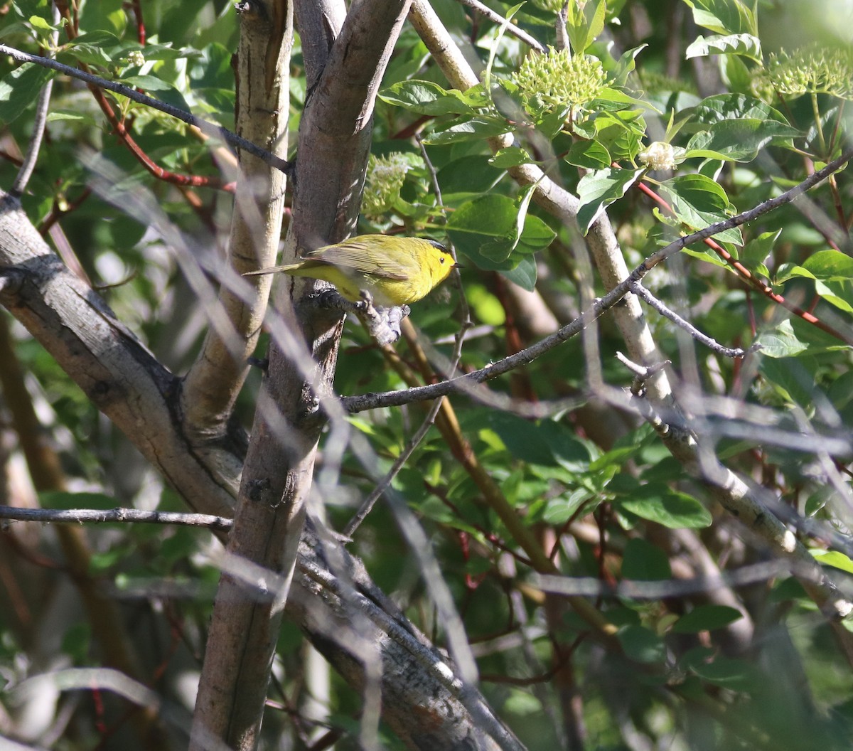 Wilson's Warbler - Heather Rowan