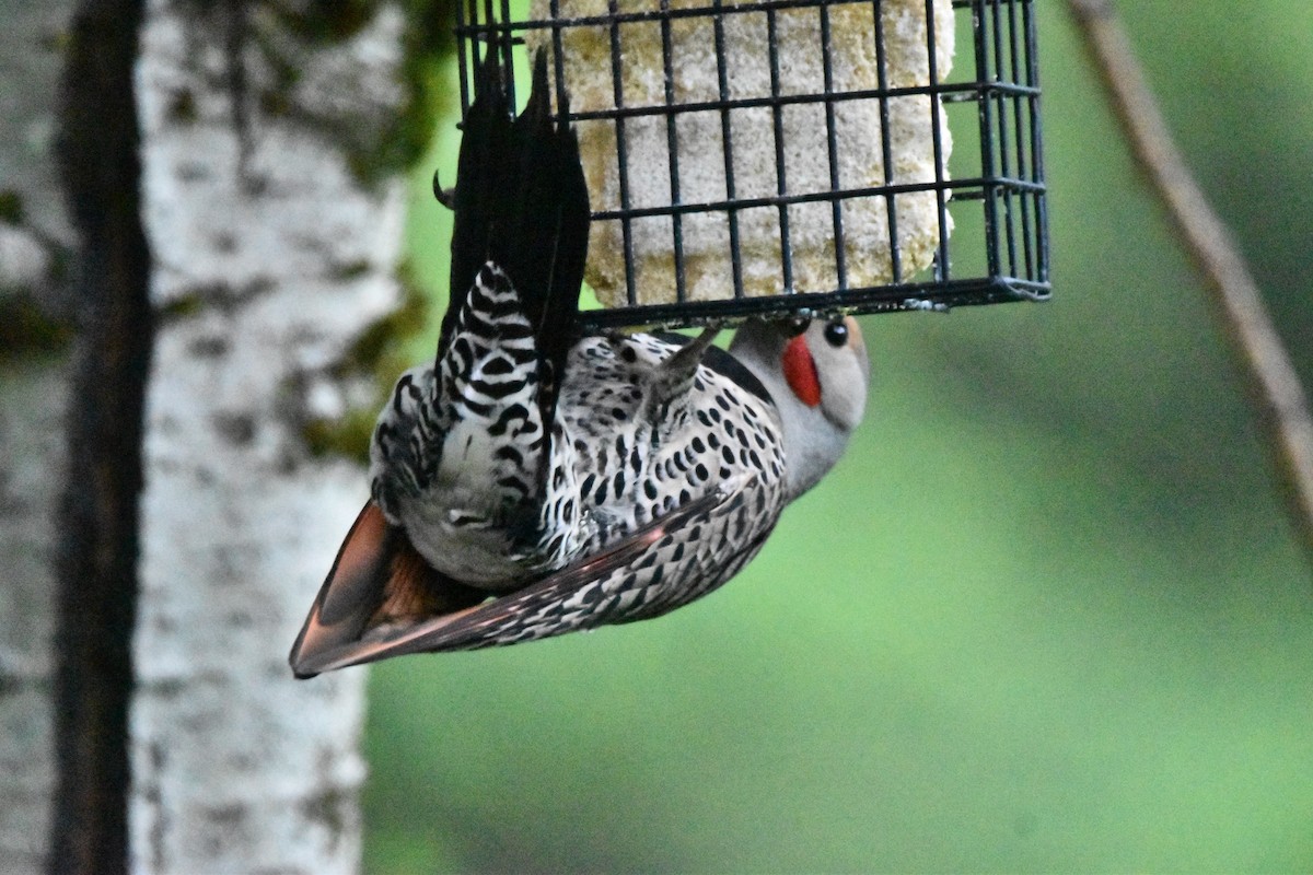 Northern Flicker (Red-shafted) - ML620549207