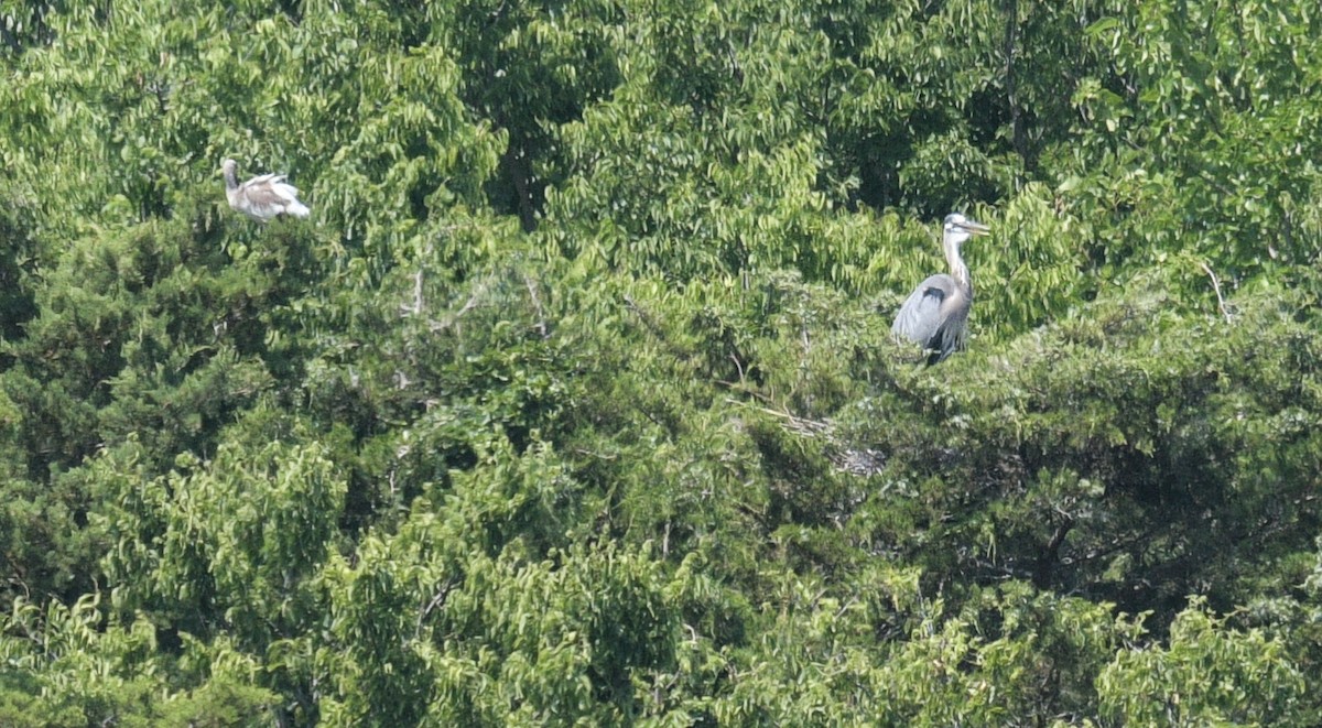 Great Blue Heron - ML620549215