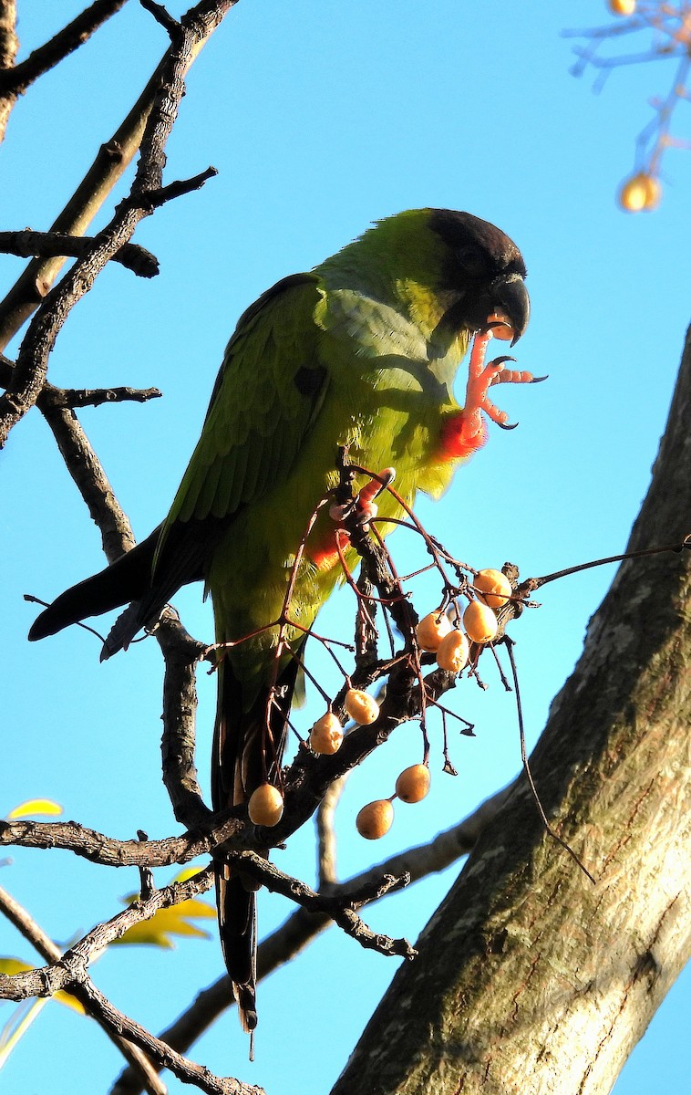 Nanday Parakeet - ML620549217