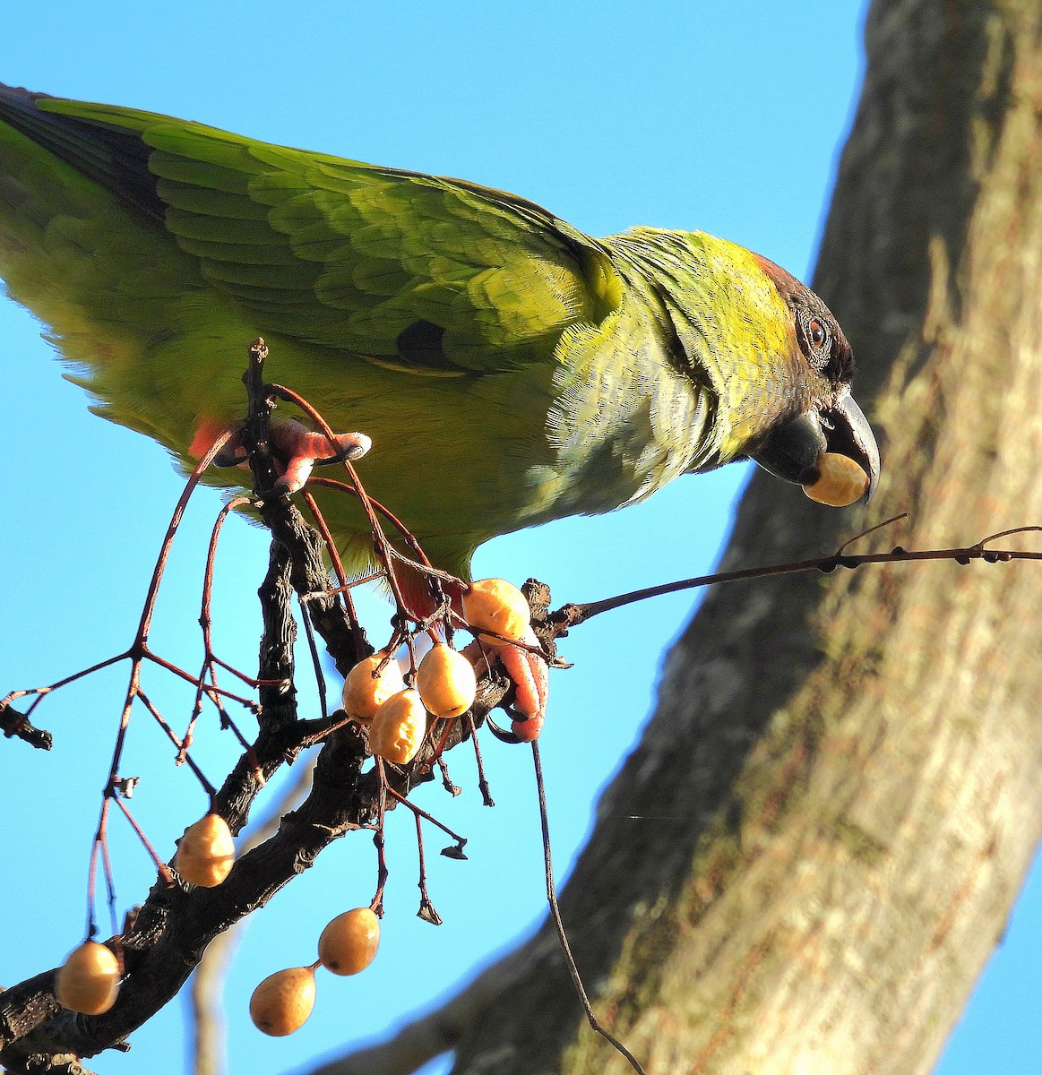 Nanday Parakeet - ML620549218