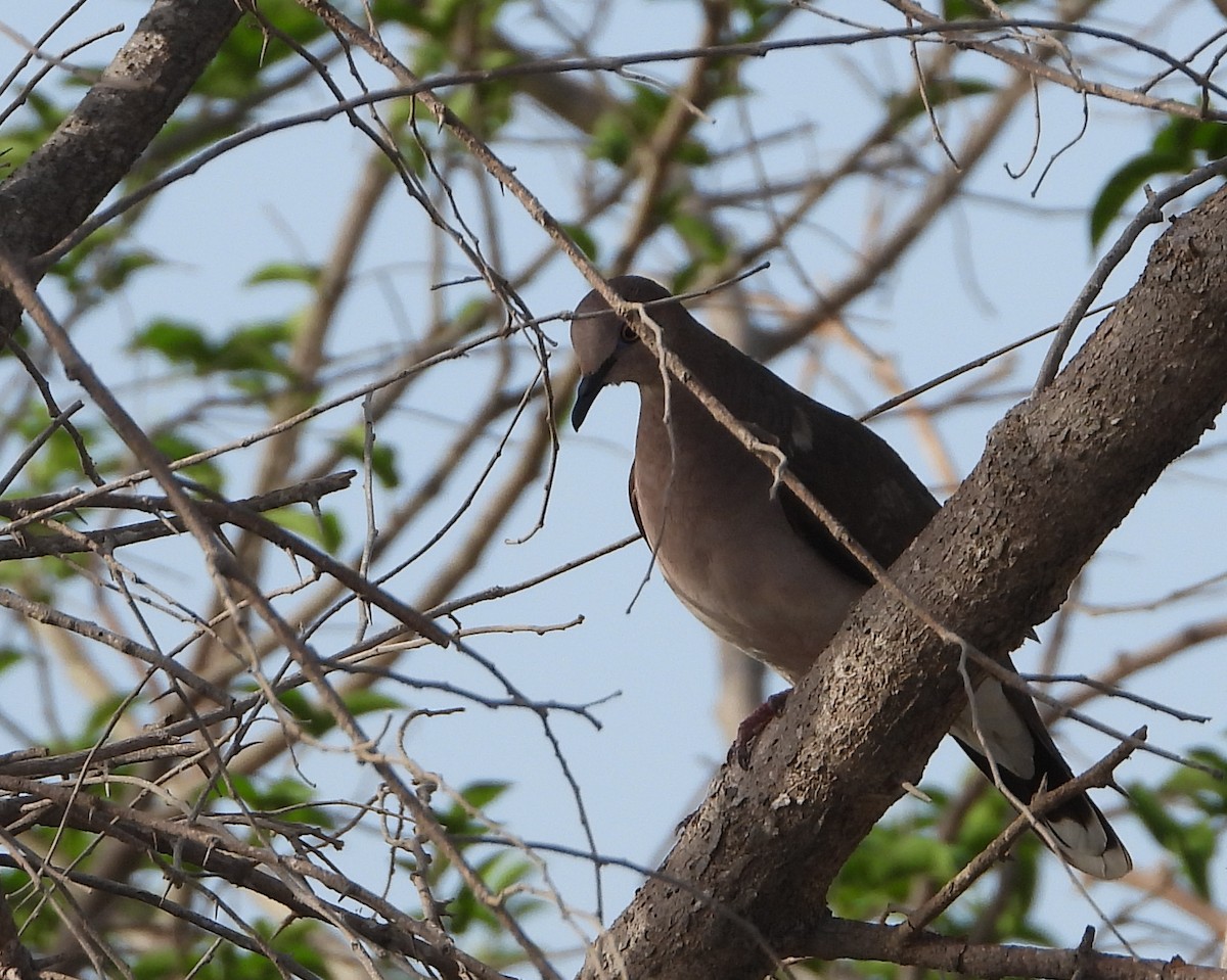 White-tipped Dove - ML620549221