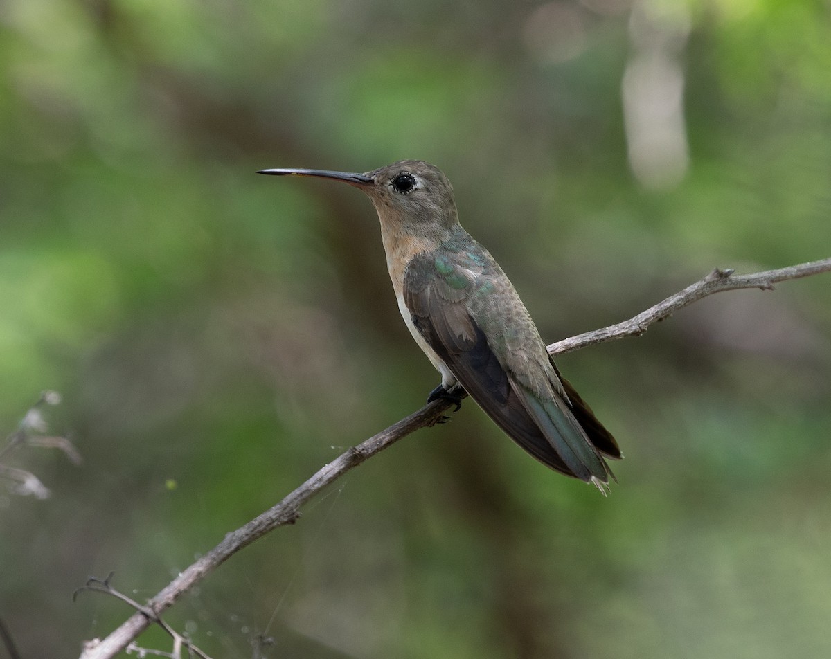 Buffy Hummingbird - David Ascanio