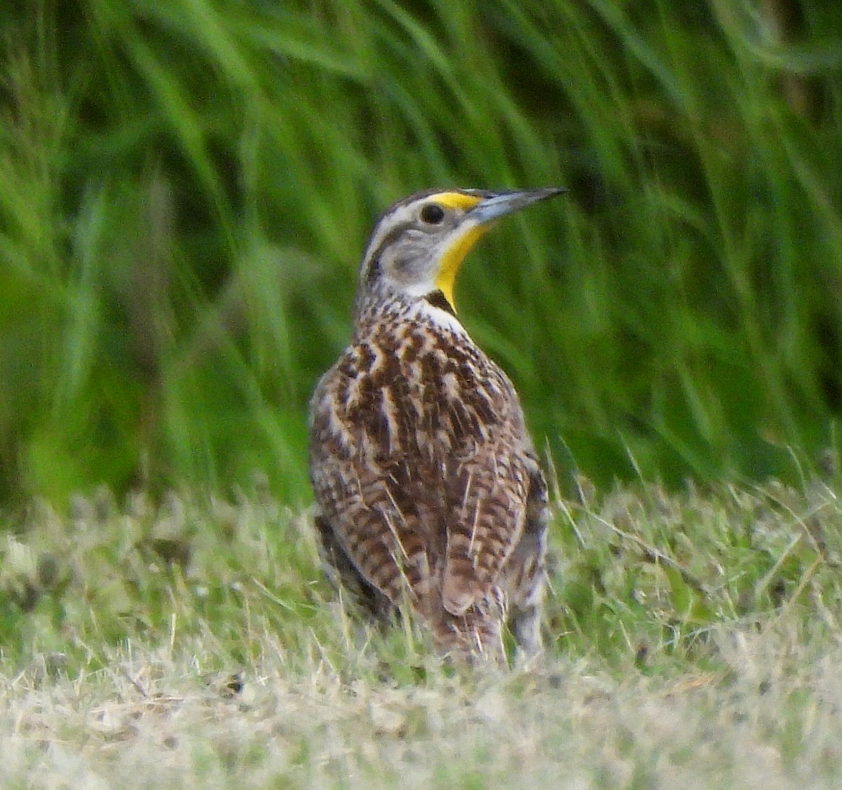 Western Meadowlark - ML620549227