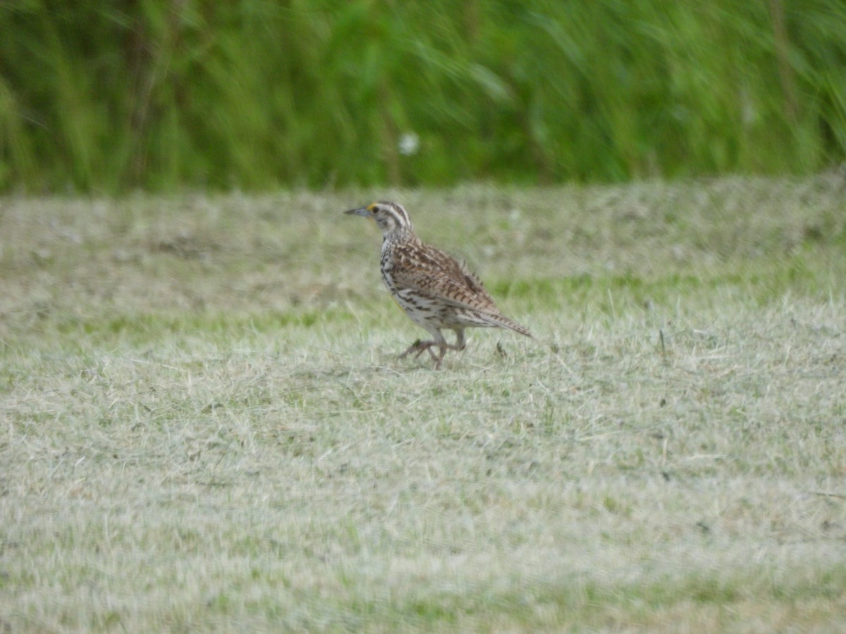 Western Meadowlark - ML620549228