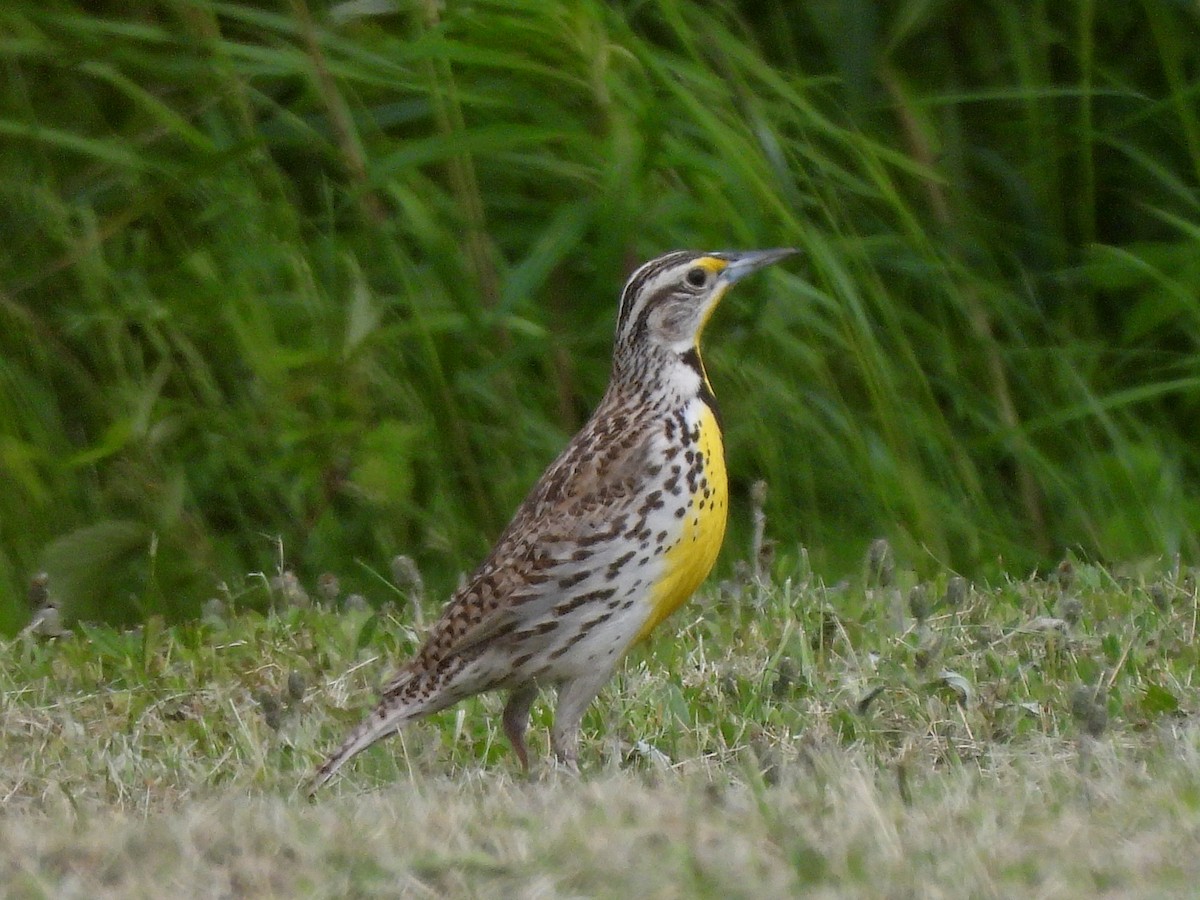 Western Meadowlark - ML620549229