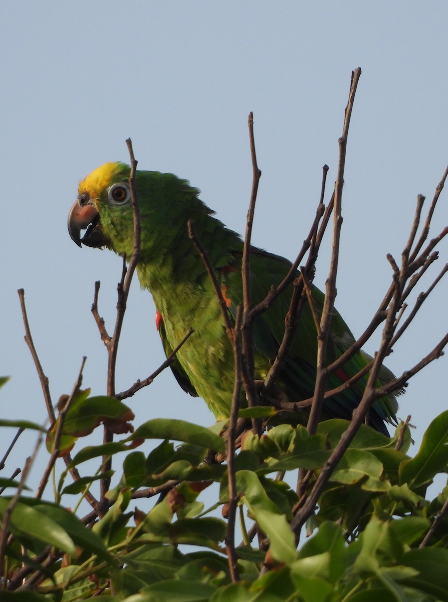 Yellow-crowned Parrot - ML620549234