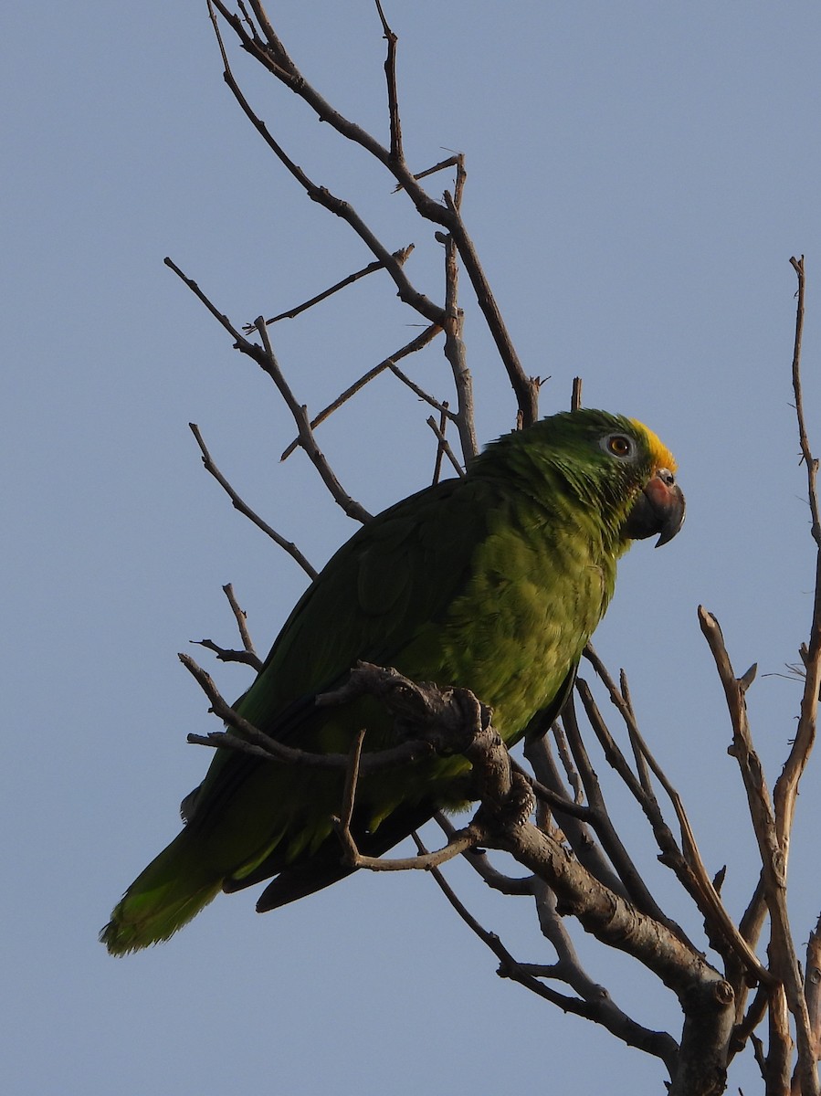 Yellow-crowned Parrot - ML620549235