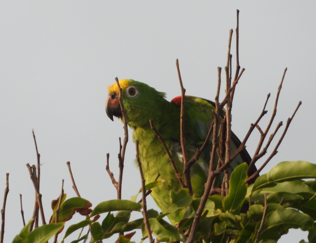 Yellow-crowned Parrot - ML620549236