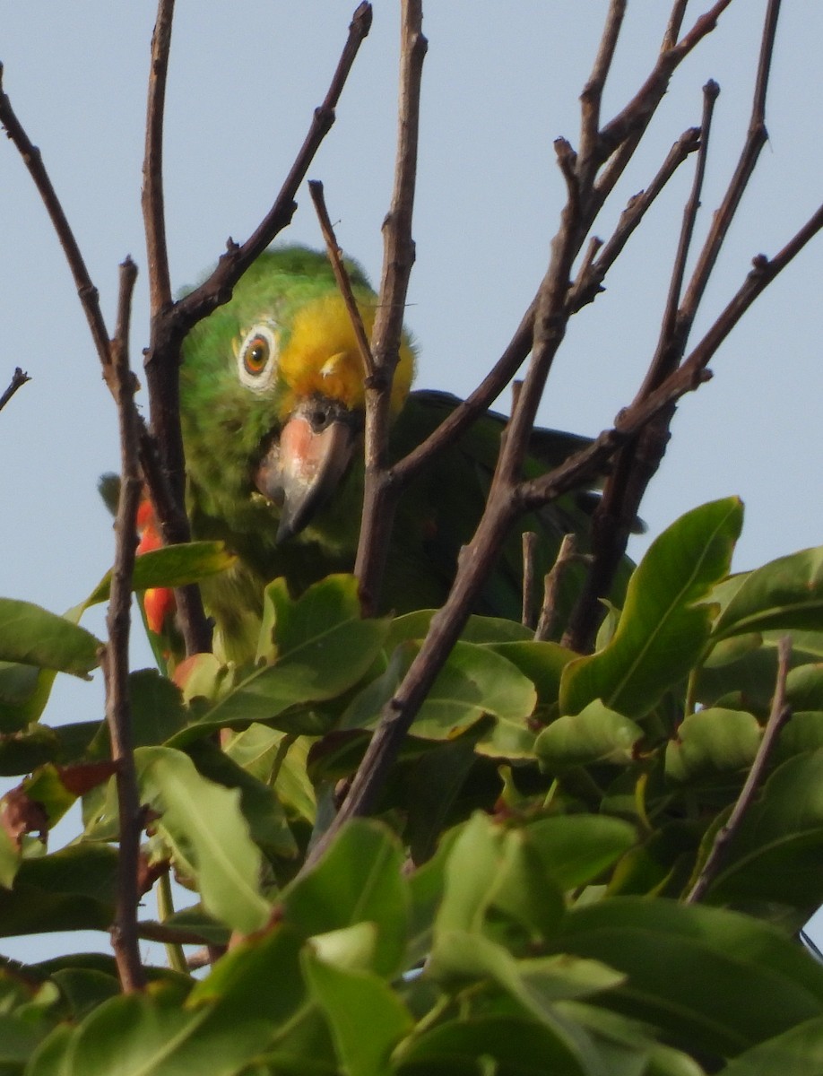 キビタイボウシインコ - ML620549237