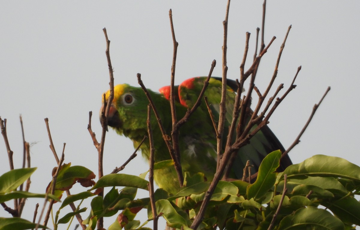 Yellow-crowned Parrot - ML620549238
