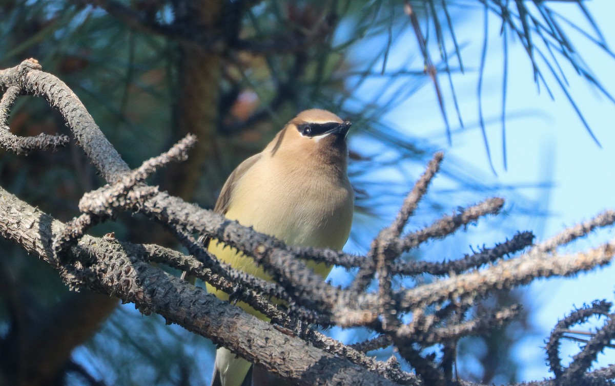 Cedar Waxwing - ML620549241