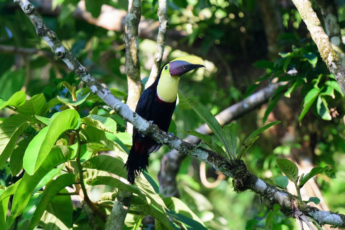 Yellow-throated Toucan - ML620549243