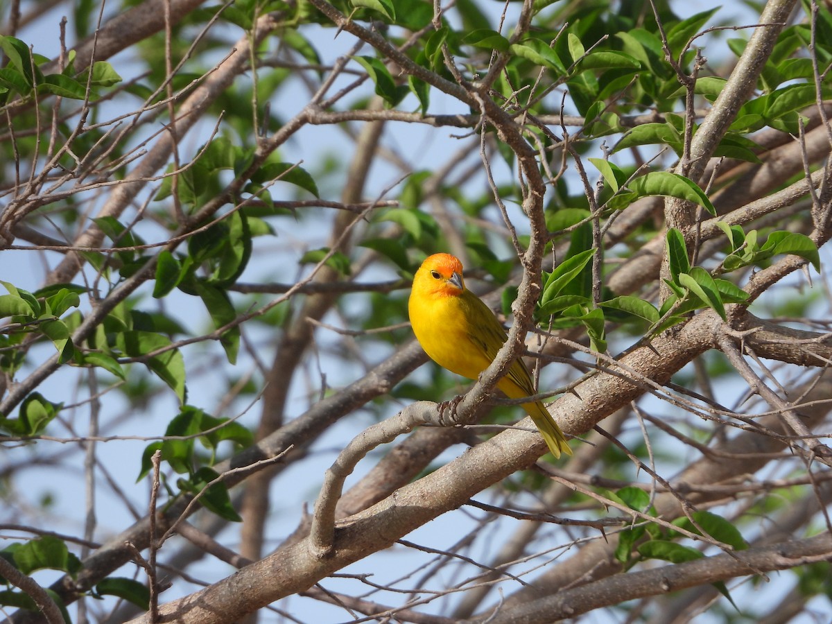 Saffron Finch - ML620549252