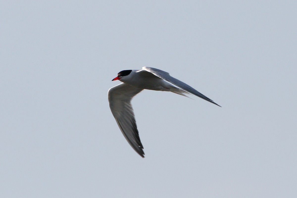 Common Tern - ML620549254