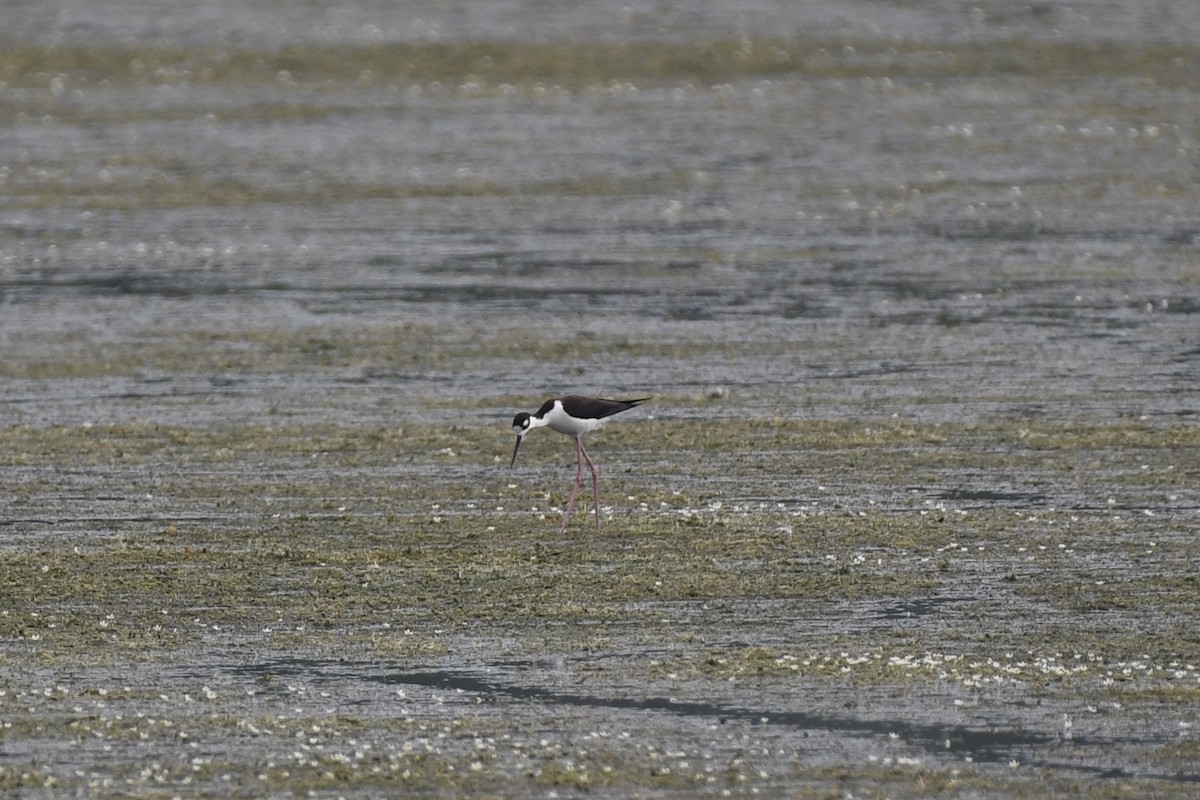 Black-necked Stilt - ML620549256