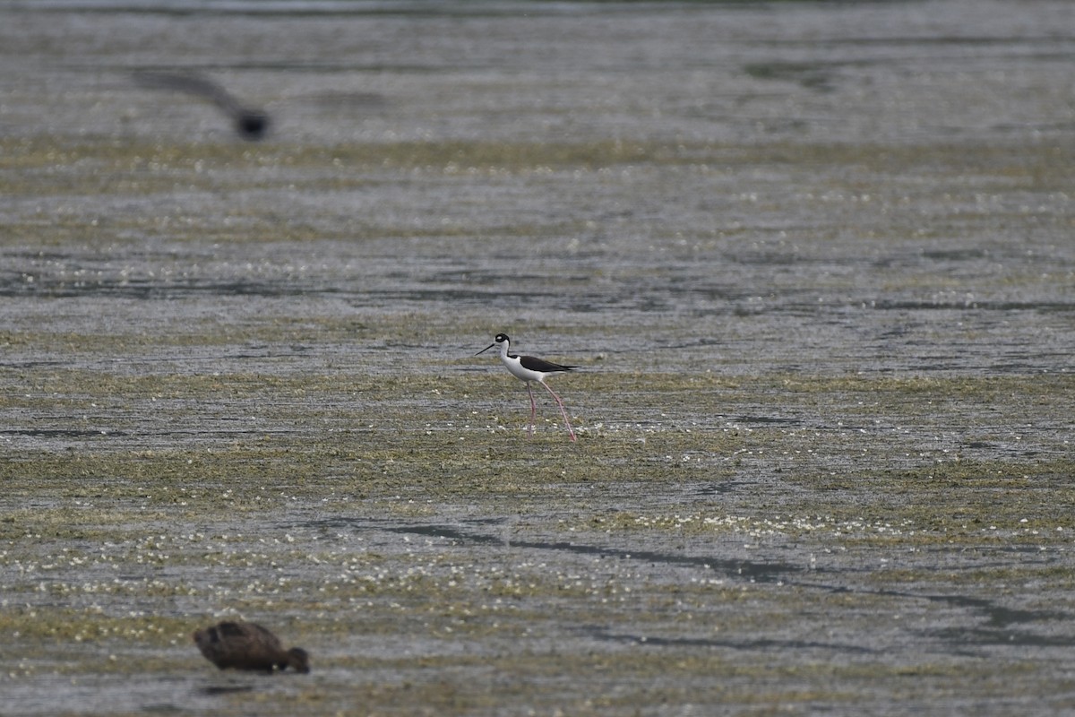 Black-necked Stilt - ML620549257