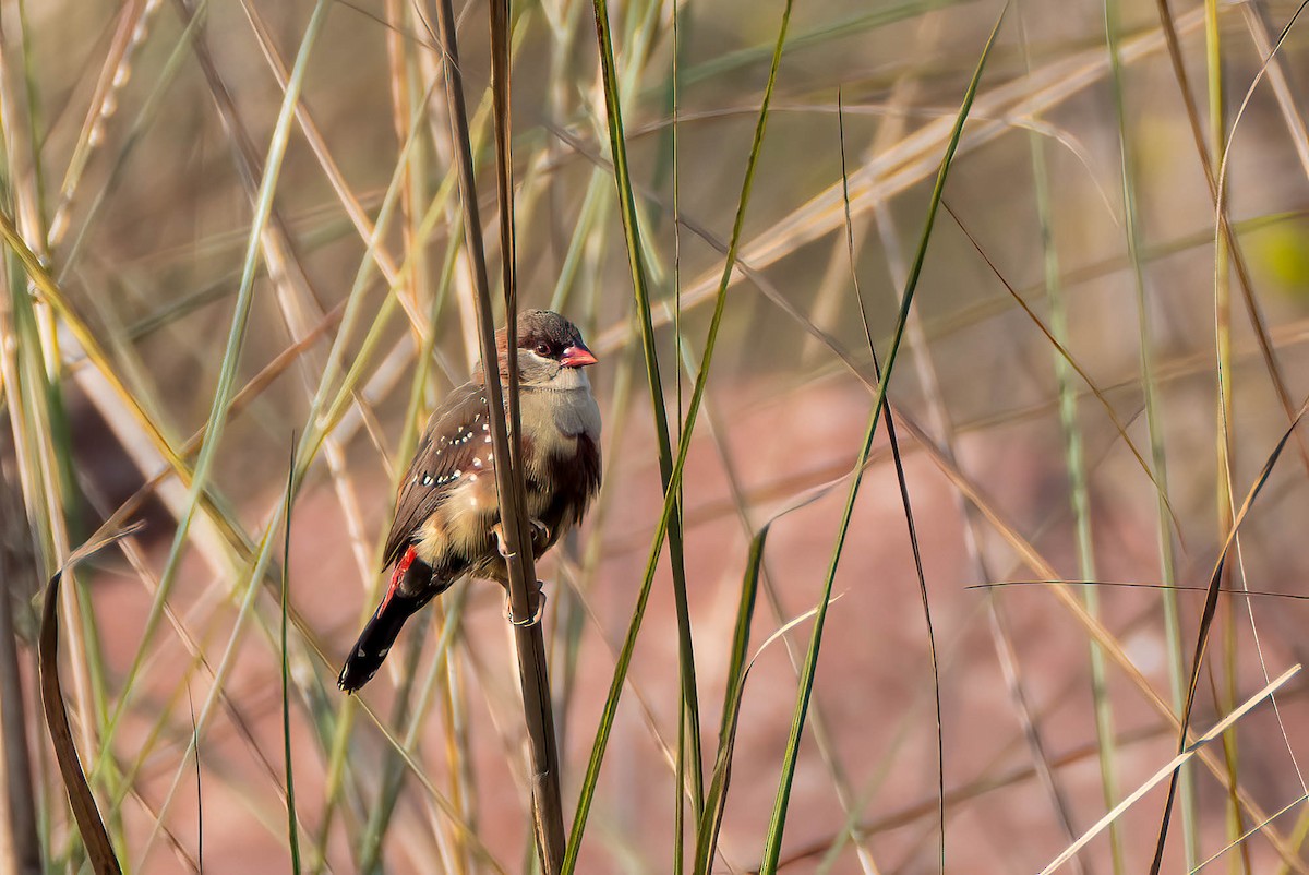 Red Avadavat - ML620549259