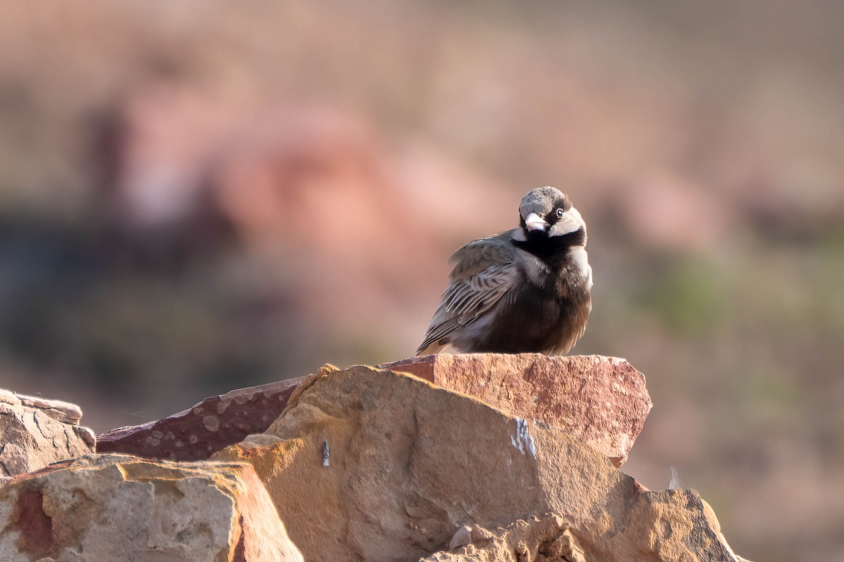 Ashy-crowned Sparrow-Lark - ML620549266