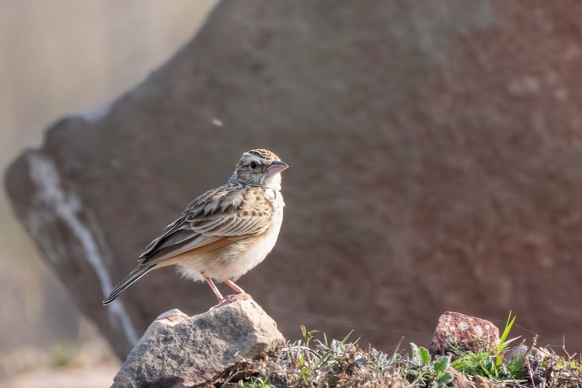 Ashy-crowned Sparrow-Lark - ML620549267