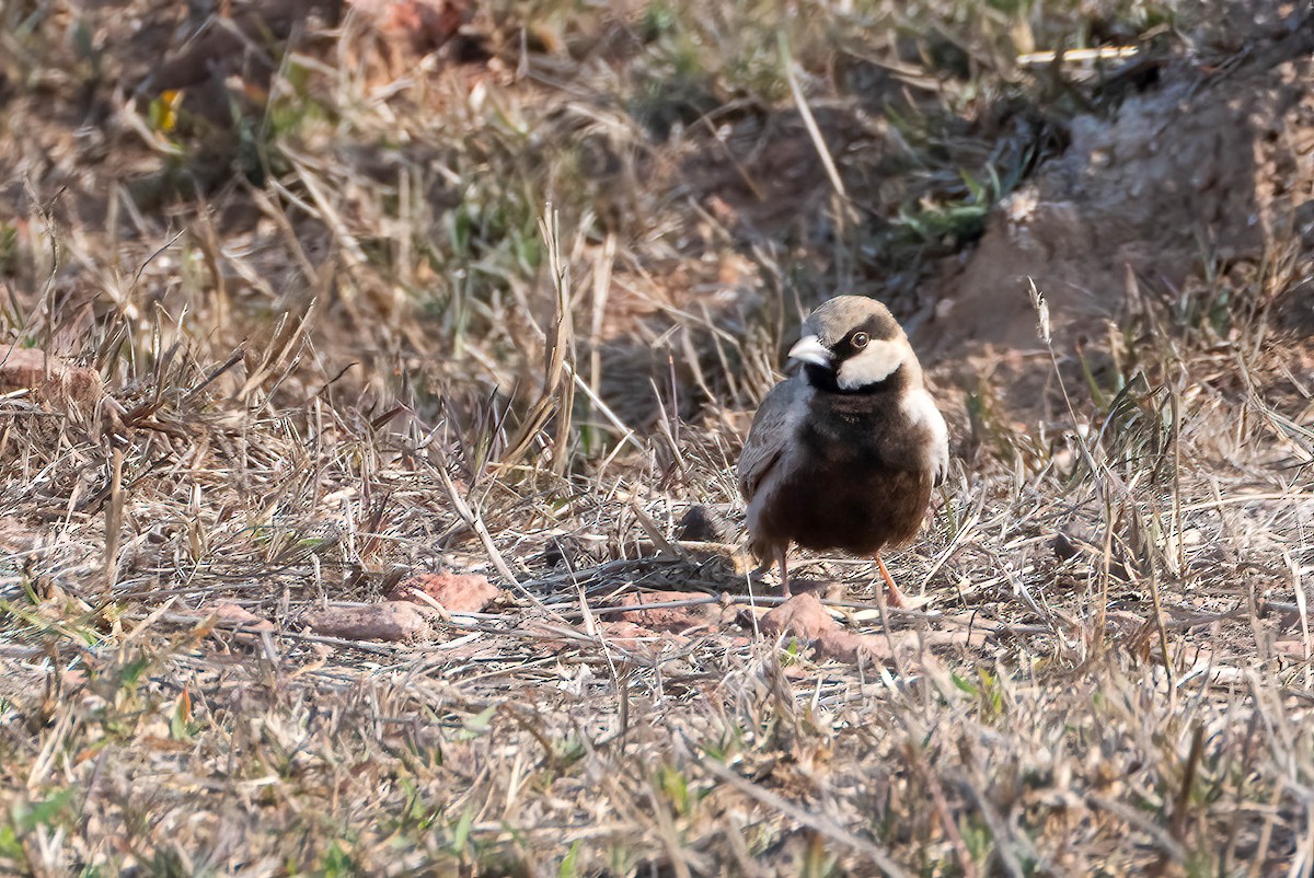 Ashy-crowned Sparrow-Lark - ML620549268