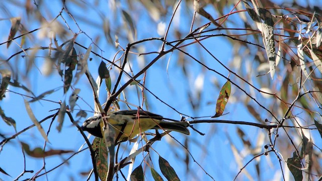 Eastern Shrike-tit - ML620549272