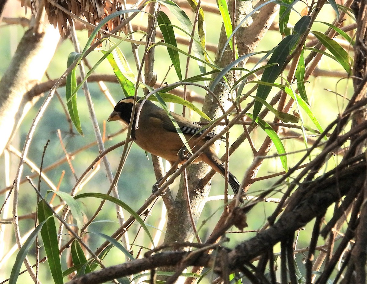 Golden-billed Saltator - ML620549279