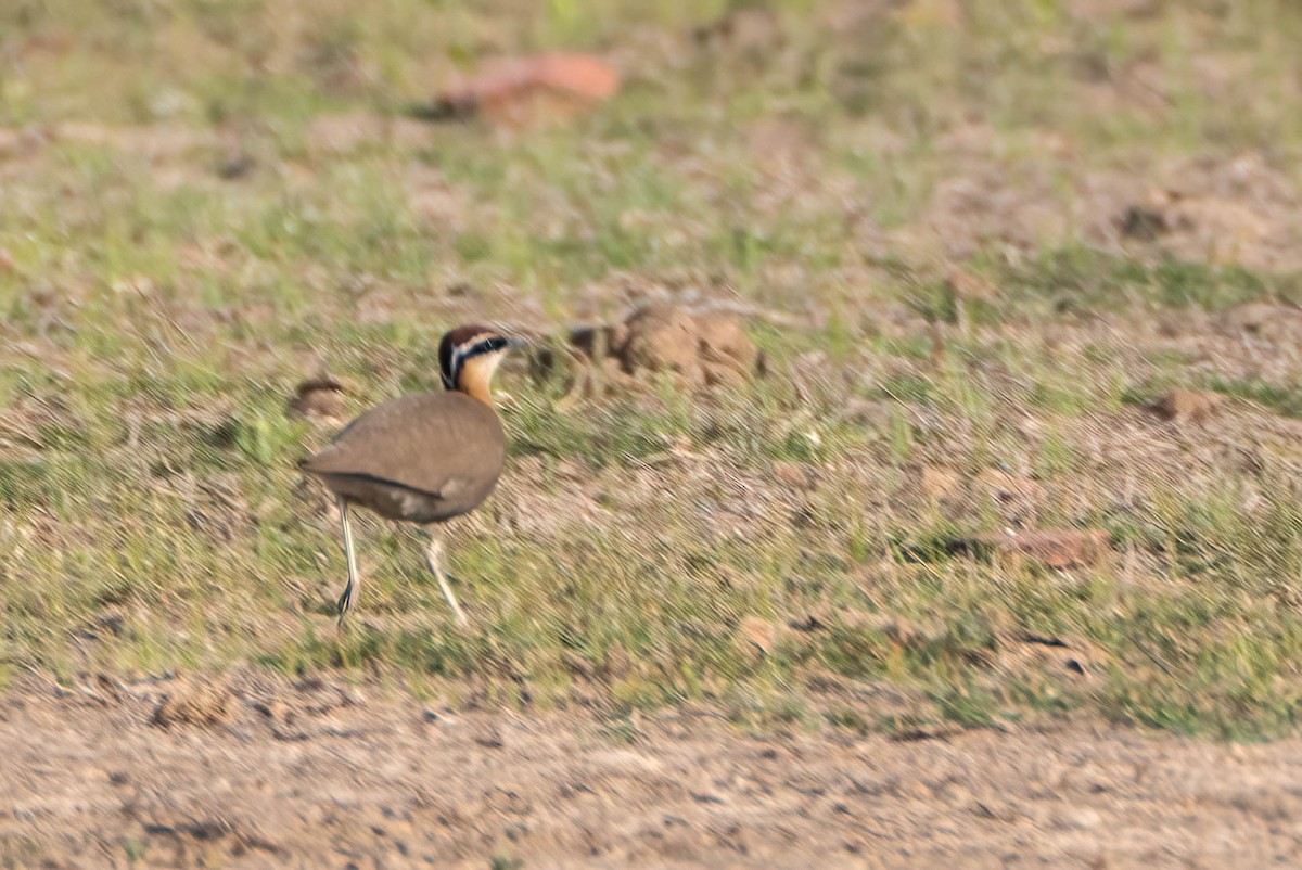 Indian Courser - ML620549280