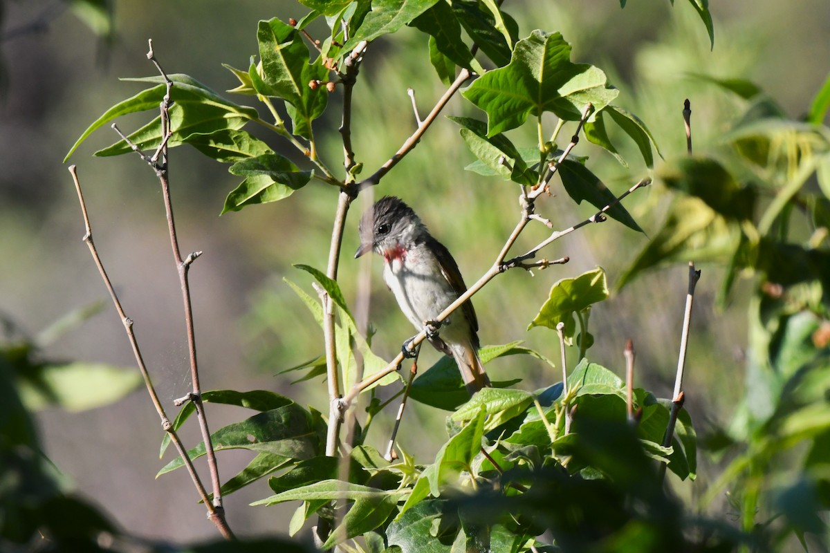 Rose-throated Becard - ML620549282