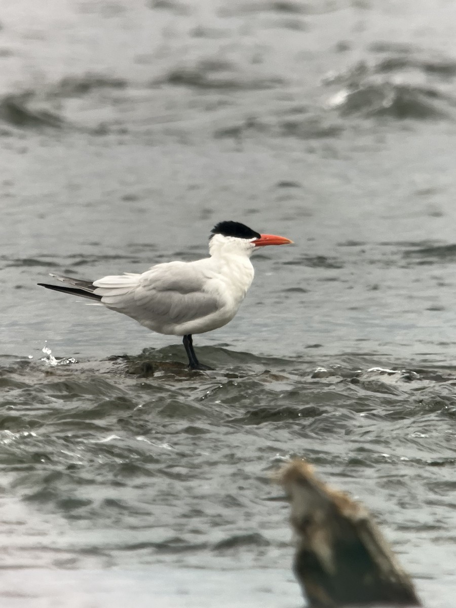 Caspian Tern - ML620549290