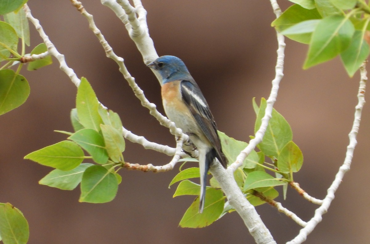 Lazuli Bunting - ML620549292