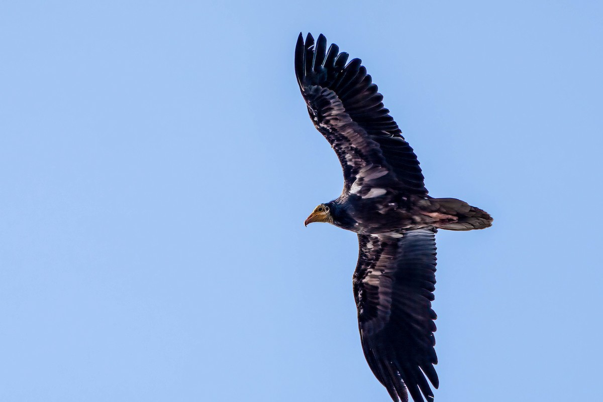 Egyptian Vulture - ML620549293