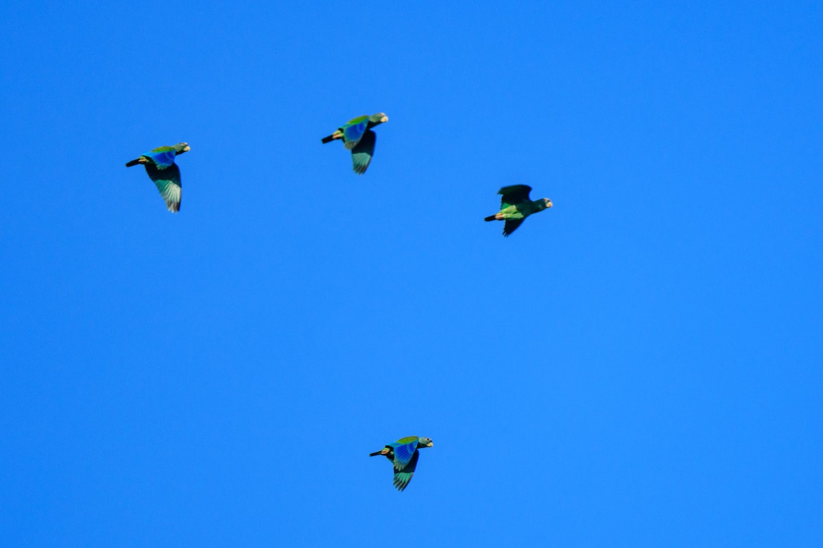 White-crowned Parrot - John Kuenzli