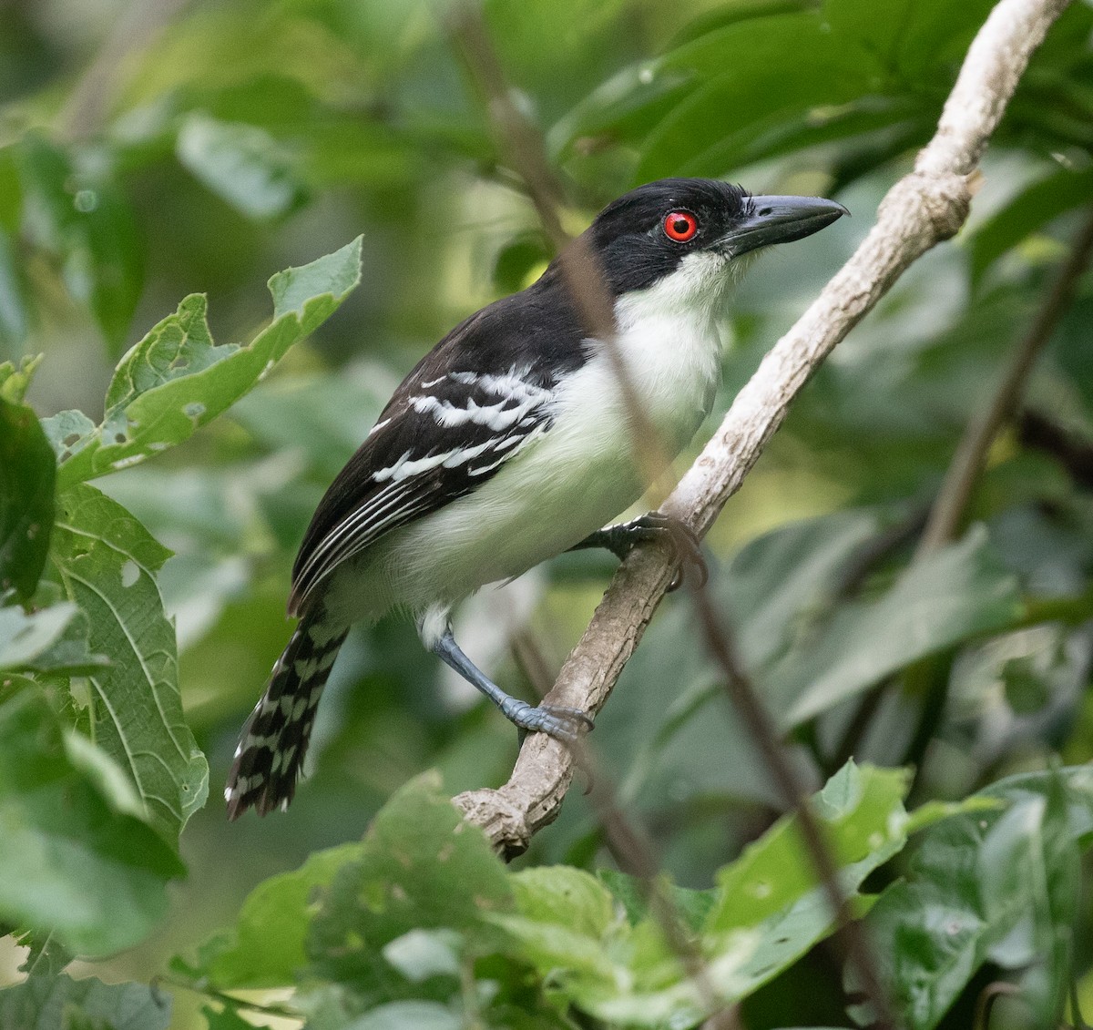 Great Antshrike - ML620549305