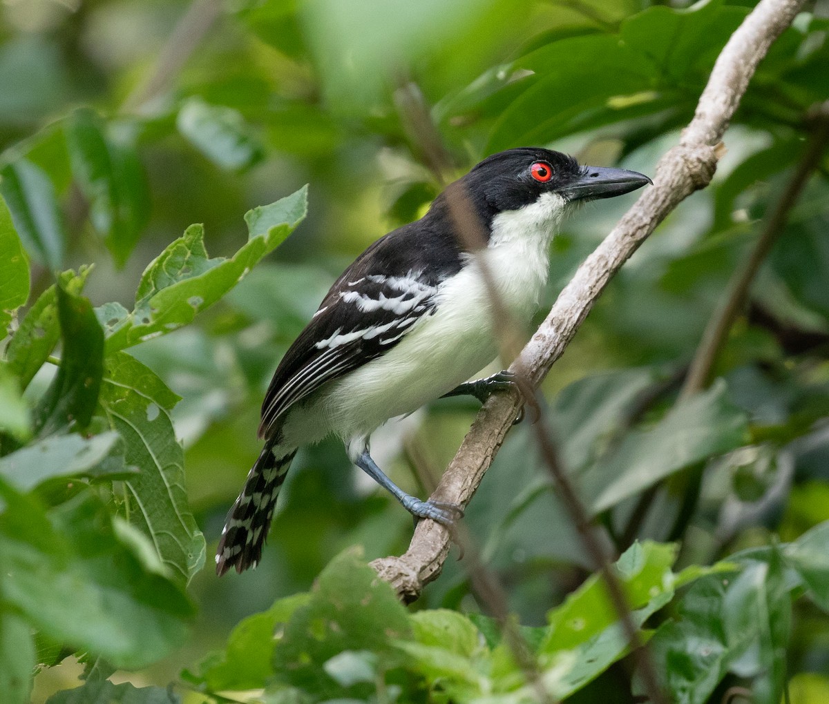 Great Antshrike - ML620549306