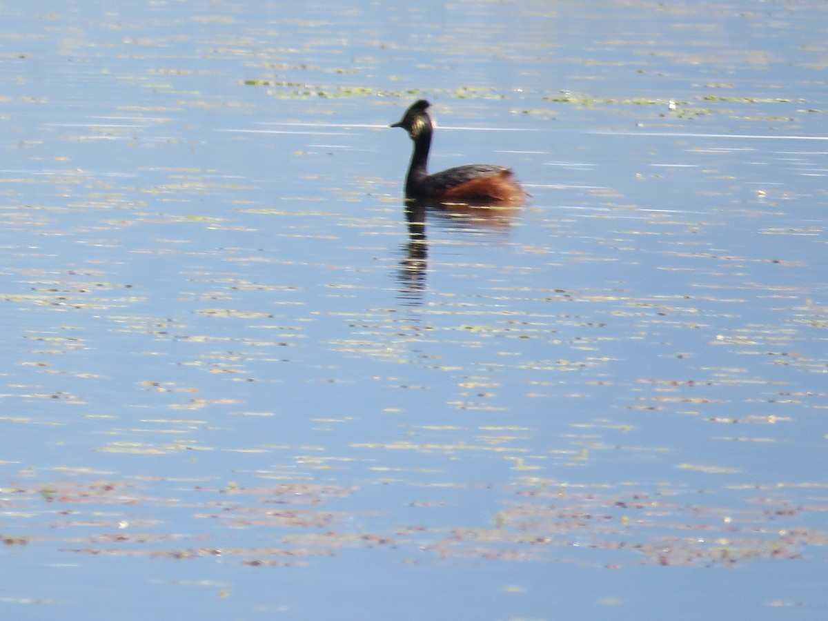 Eared Grebe - ML620549316