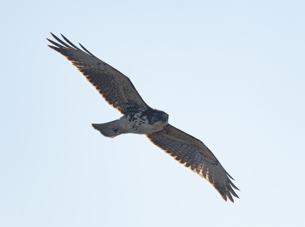 White-throated Hawk - ML620549321