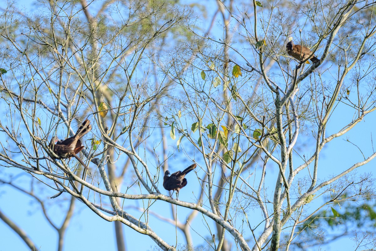 Chachalaca Cabecigrís - ML620549323