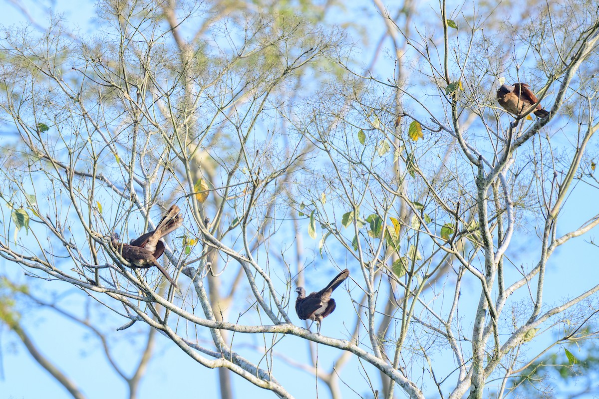 Gray-headed Chachalaca - ML620549325