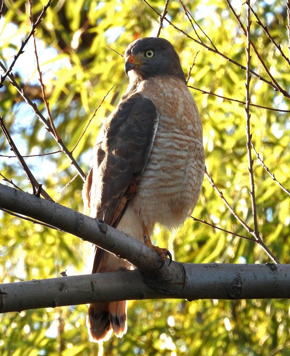 Roadside Hawk - ML620549331