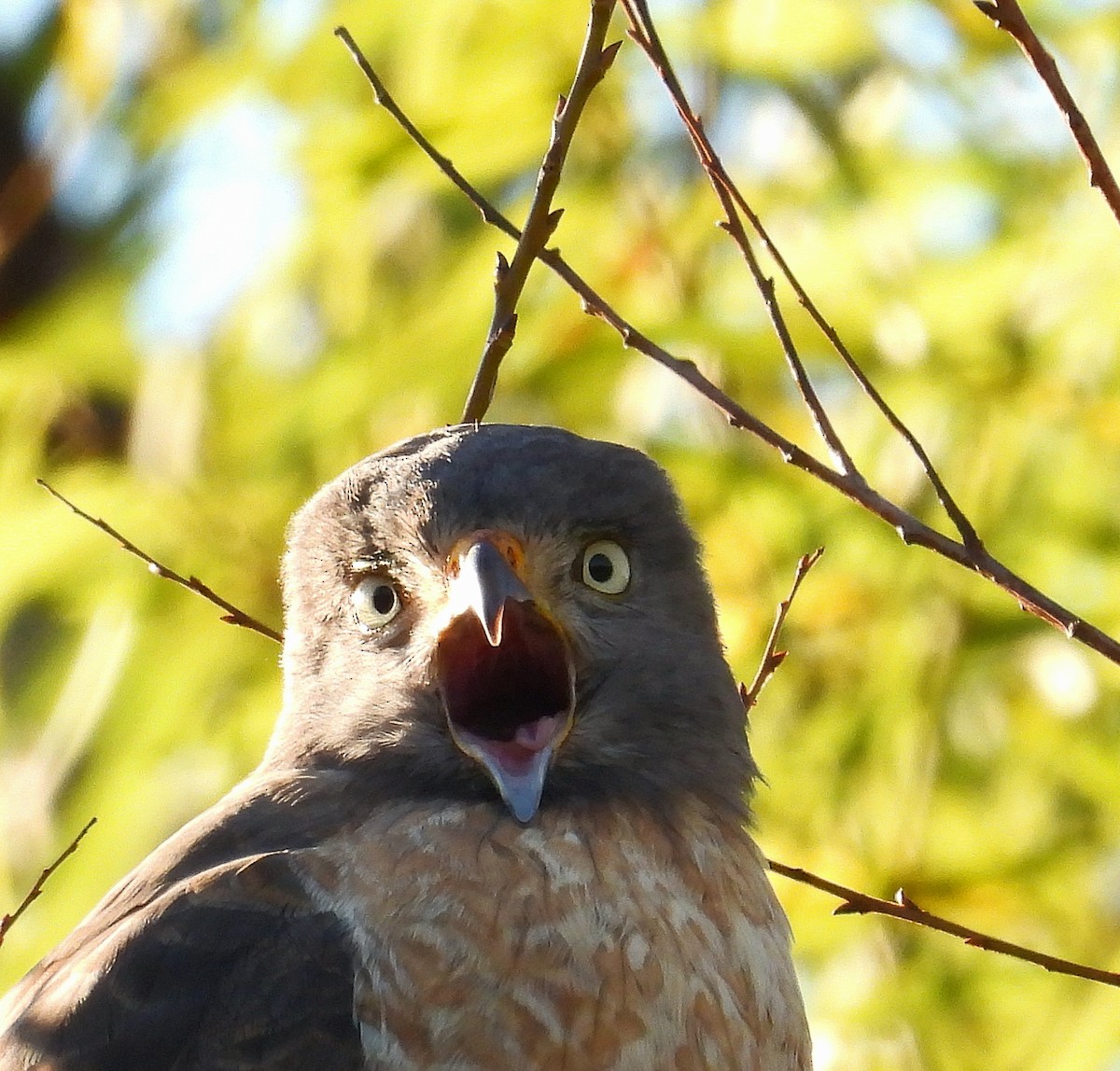 Roadside Hawk - ML620549333