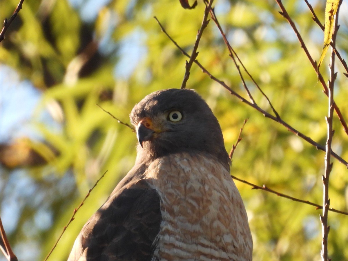 Roadside Hawk - ML620549335