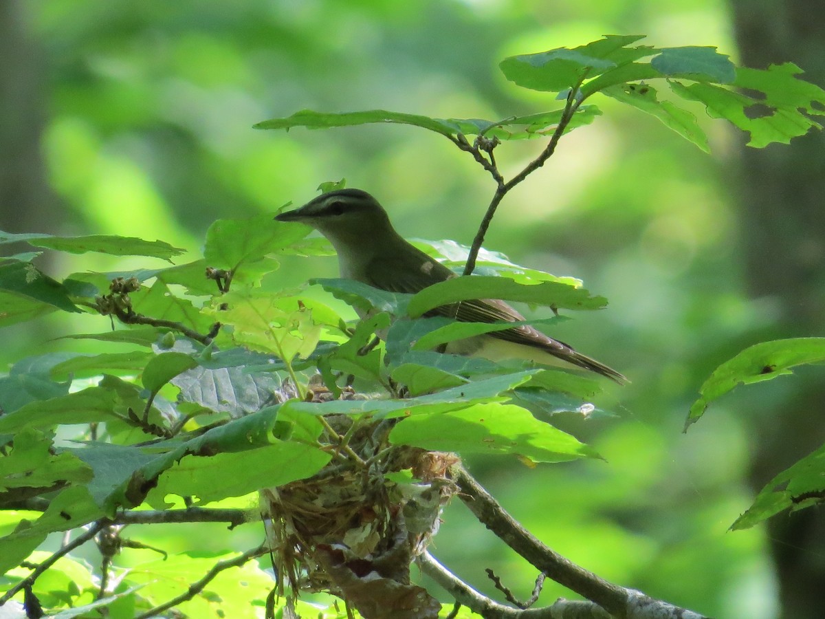 Kızıl Gözlü Vireo - ML620549339