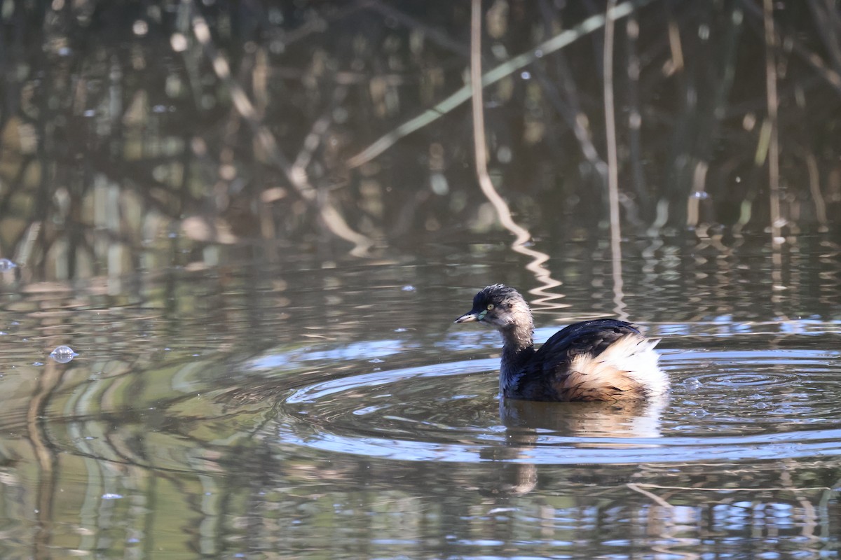 Australasian Grebe - ML620549340